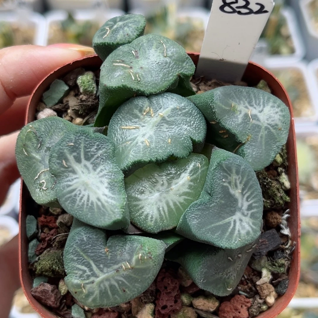 832巨大化狮子神万象哈哈哈哈哈