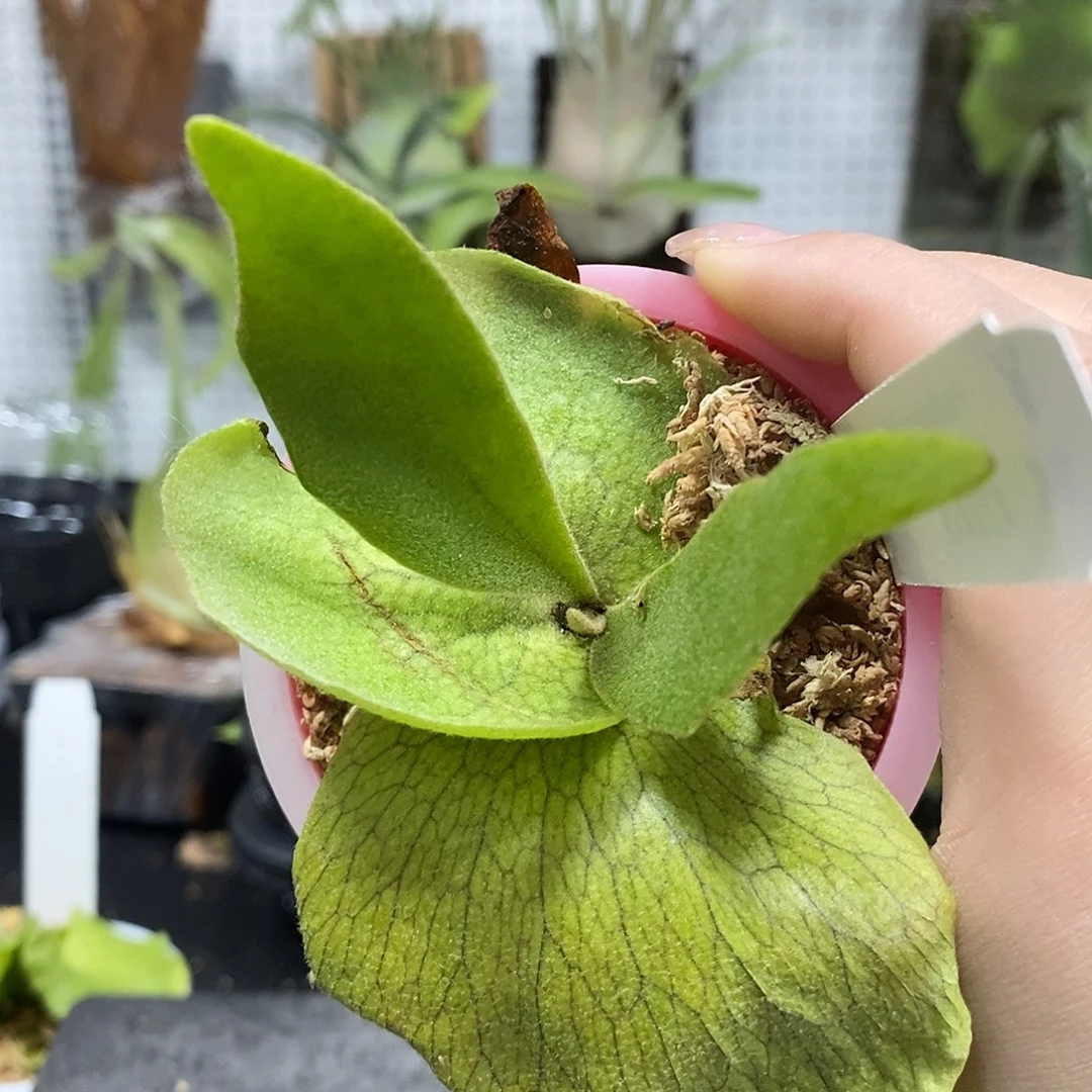 无花朵黄月X爱梦鹿角蕨