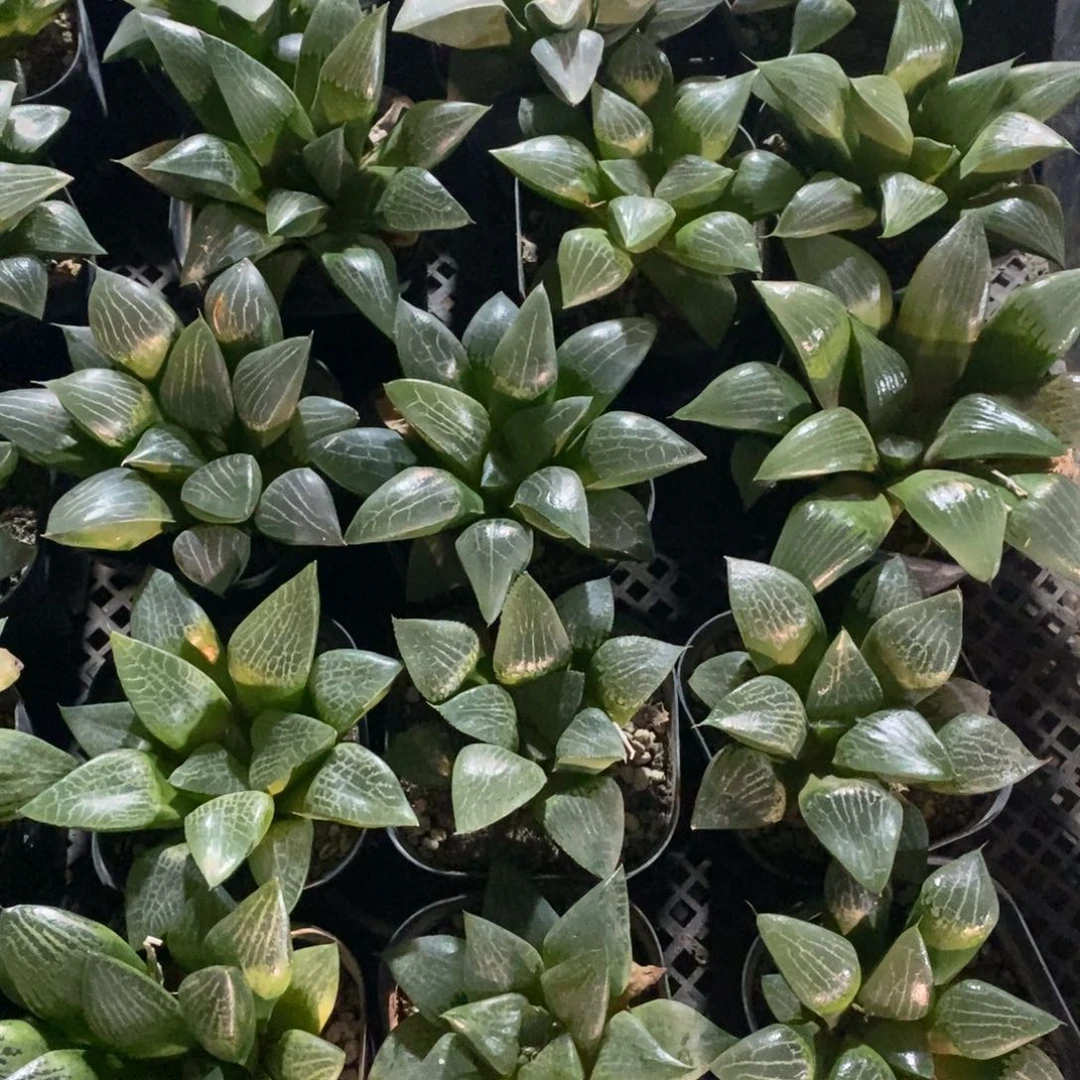 7146 一颗实生大寿。超级618福利。