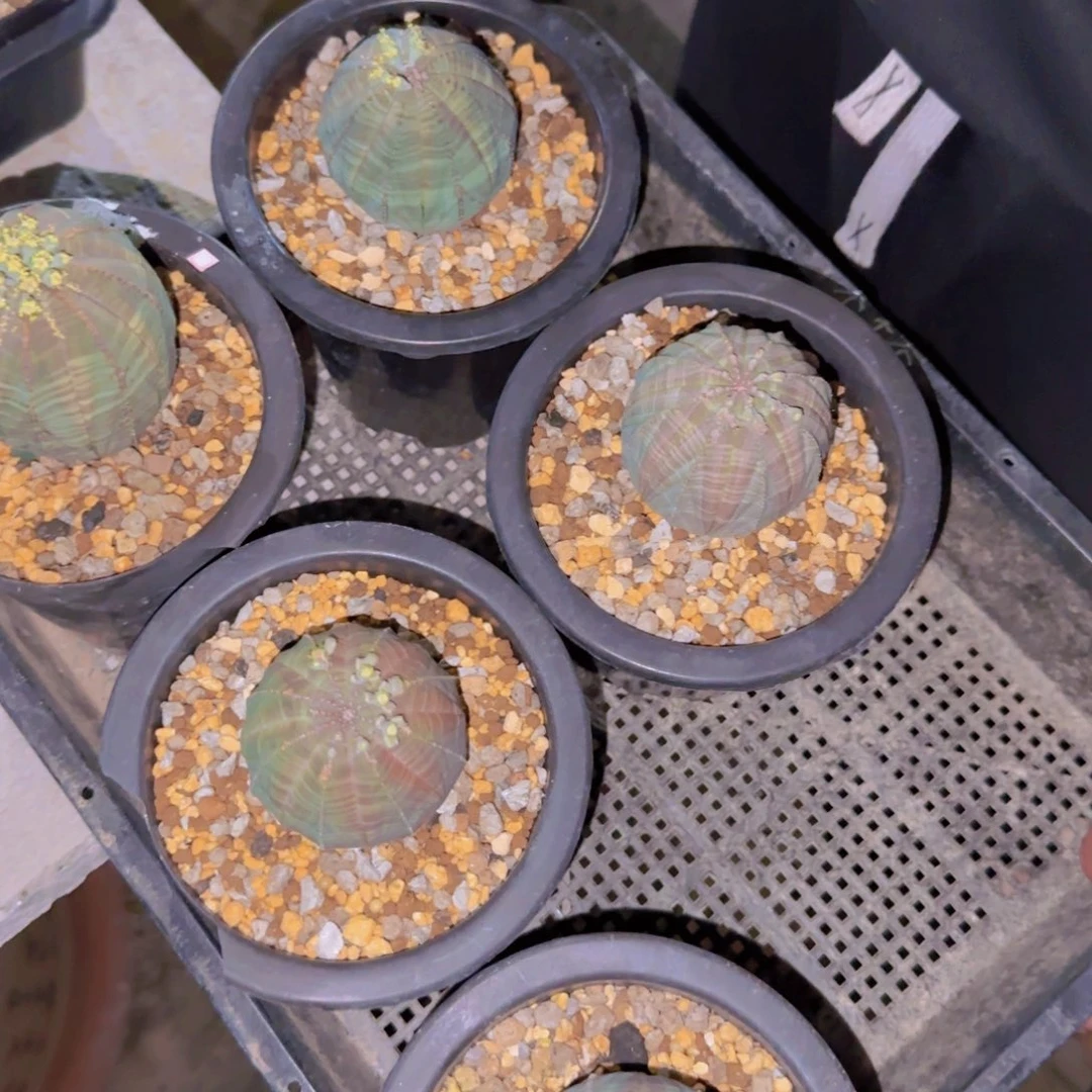 块根植物块根植物