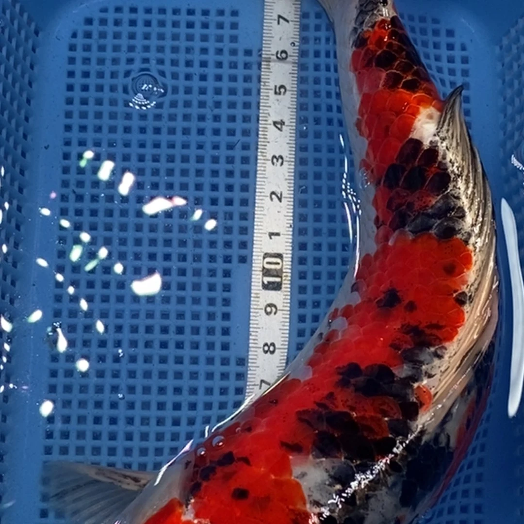 锦鲤冷水锦鲤包邮