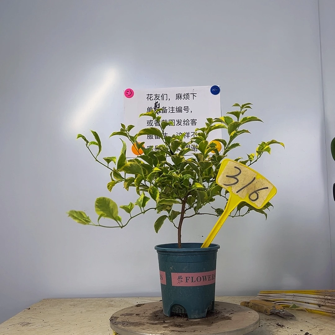 当前无花栽培后可以开花金边浅紫  316