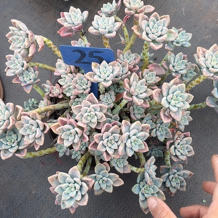 晨语多肉，一物一拍就是25