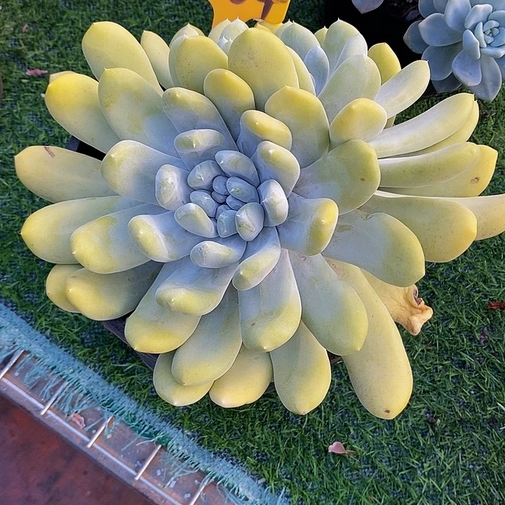 爱***雪姆指284。