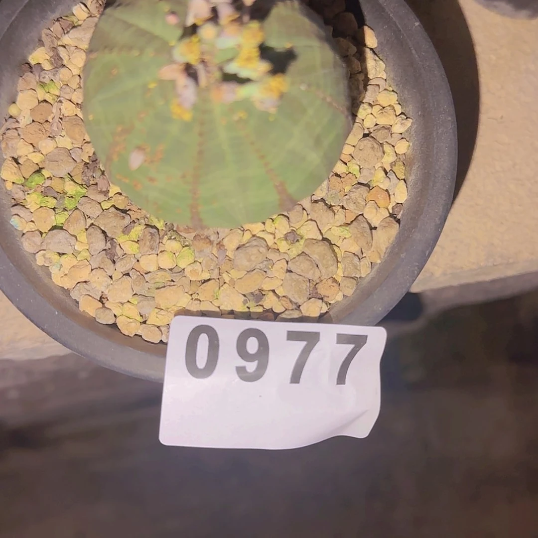 【闪购商品】?*敢块根植物