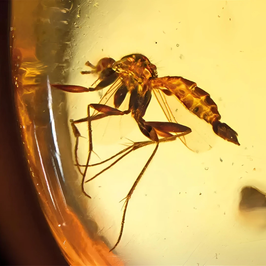 天然高透带虫奇石·来自缅甸多种形状创意礼物——家居摆件