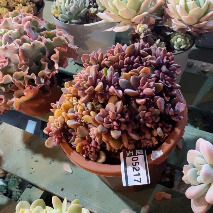 【闪购商品】夕*紫心05217