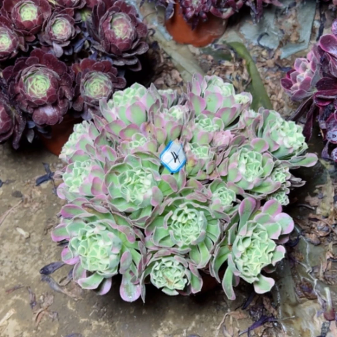 【闪购商品】多肉植物白凤4