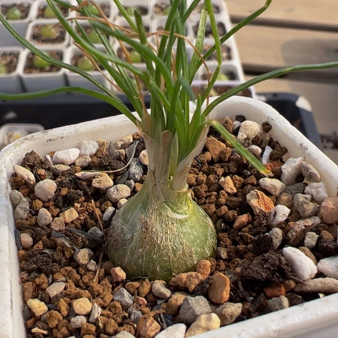 084多肉植物种类多样