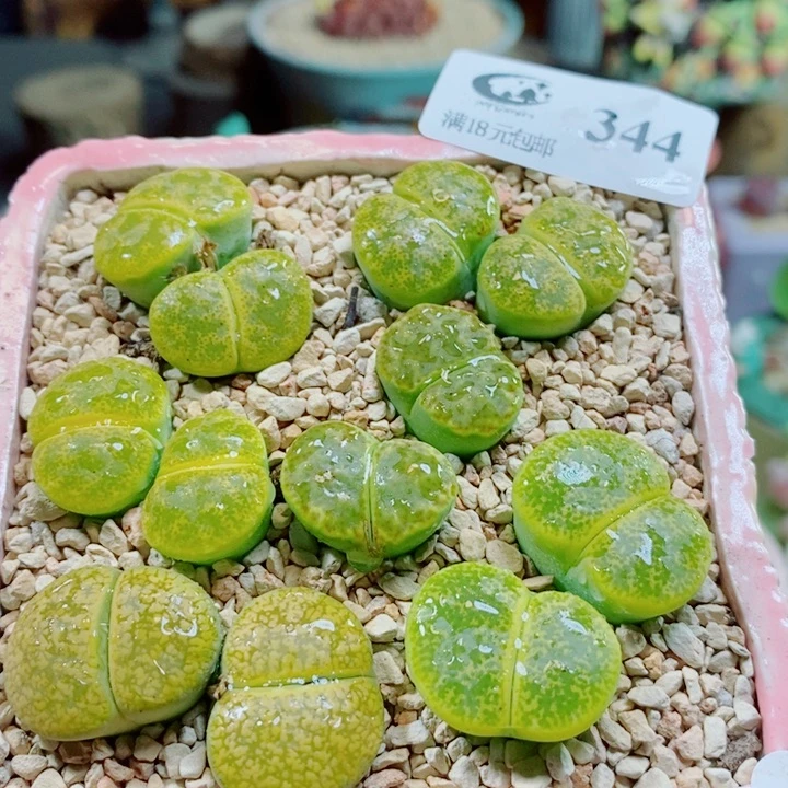 生石花花花花花花花344