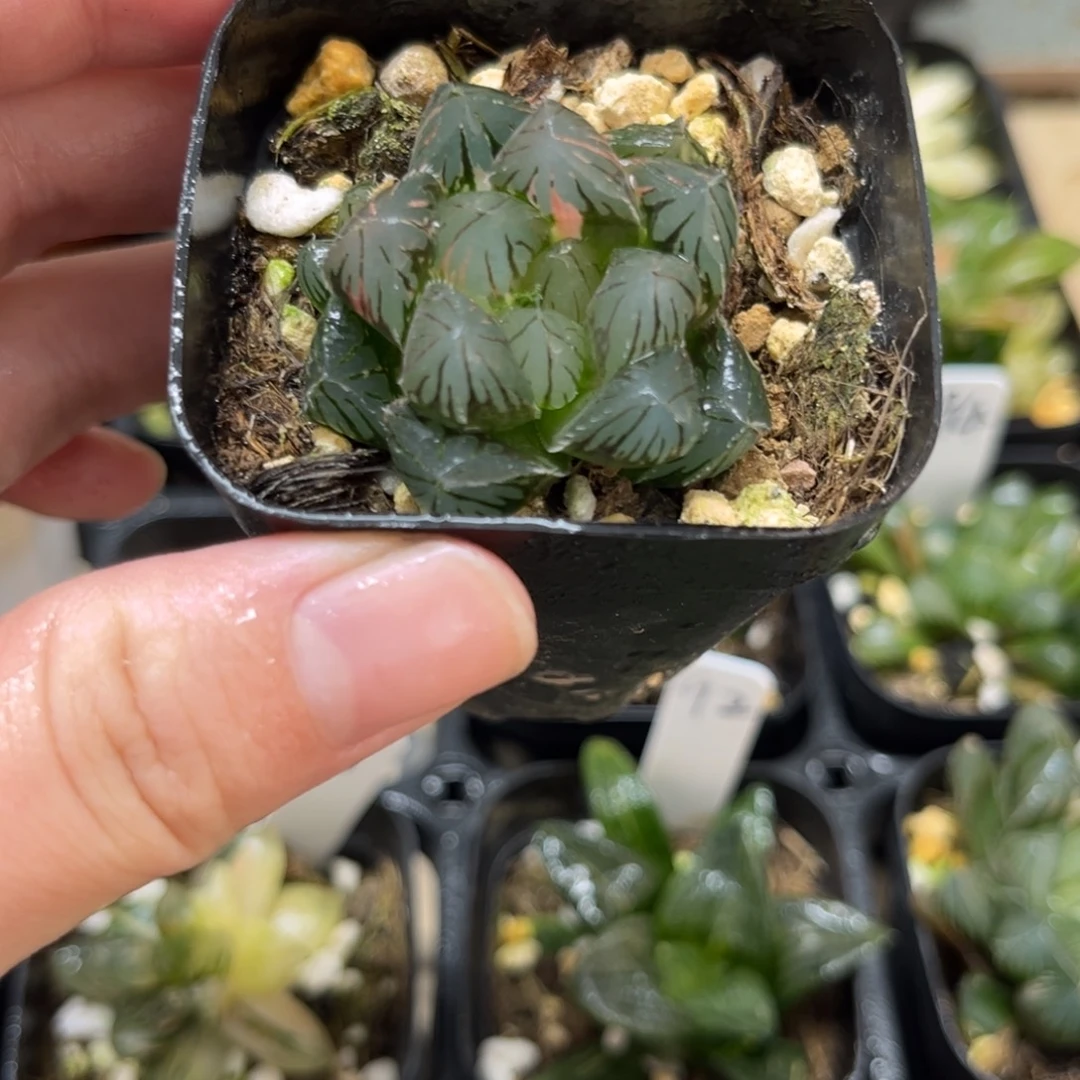 96龙爪玉露锦一物一拍