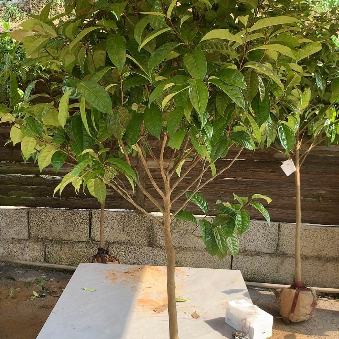 傲***雪无花朵青衣金花茶