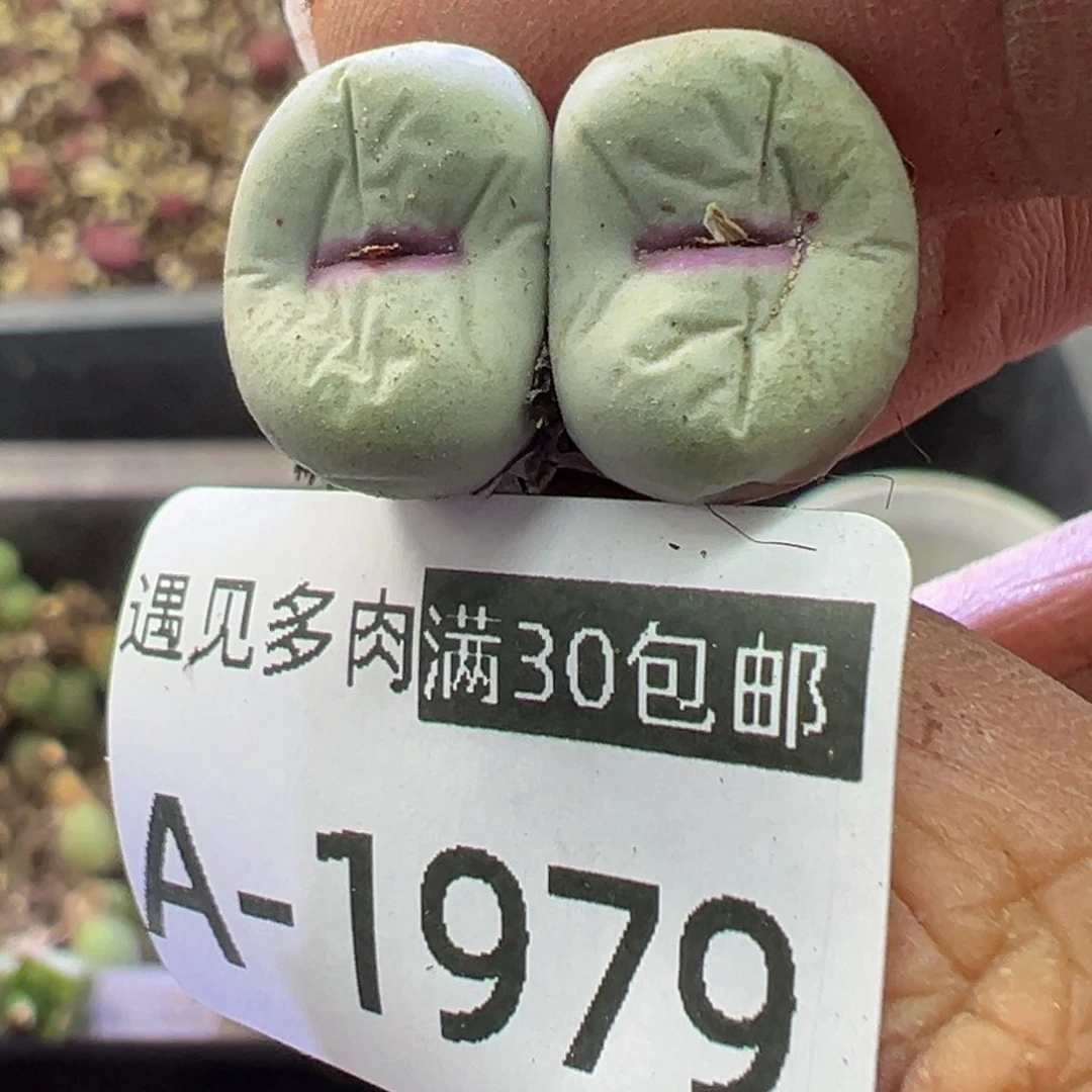 多肉植物111111111111111
