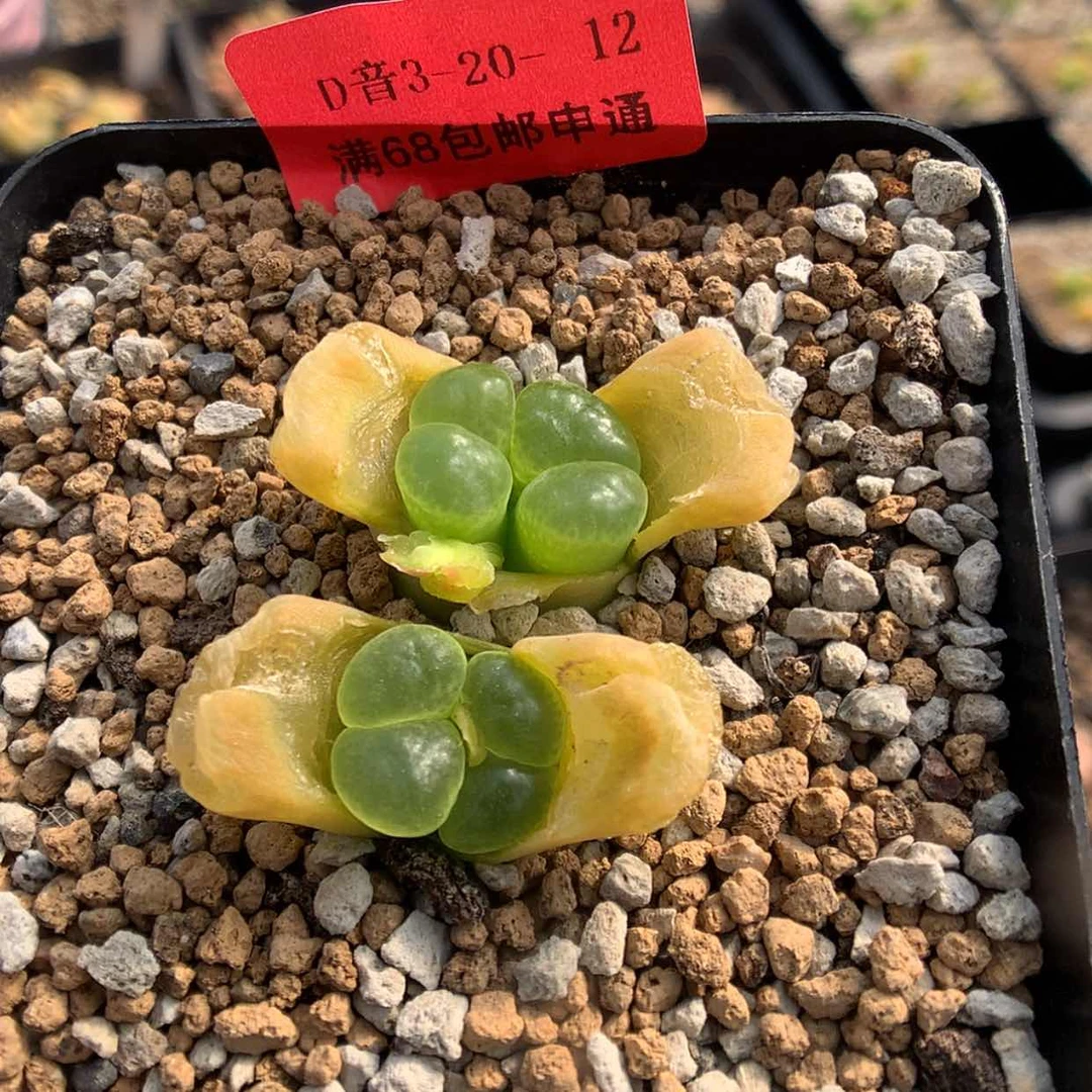 【闪购商品】3-20-12 风铃 25