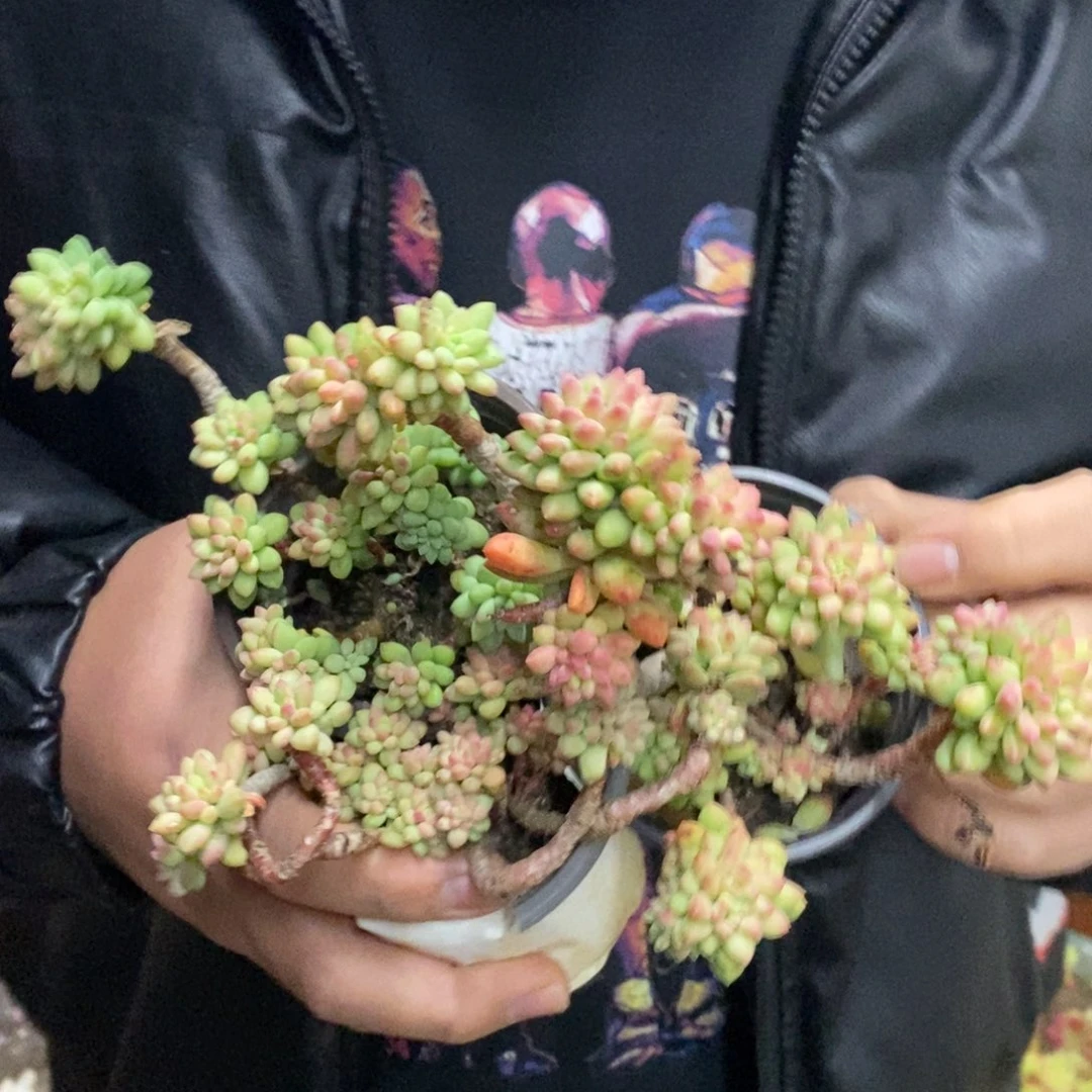 龙骨玉坠三盆，90杯