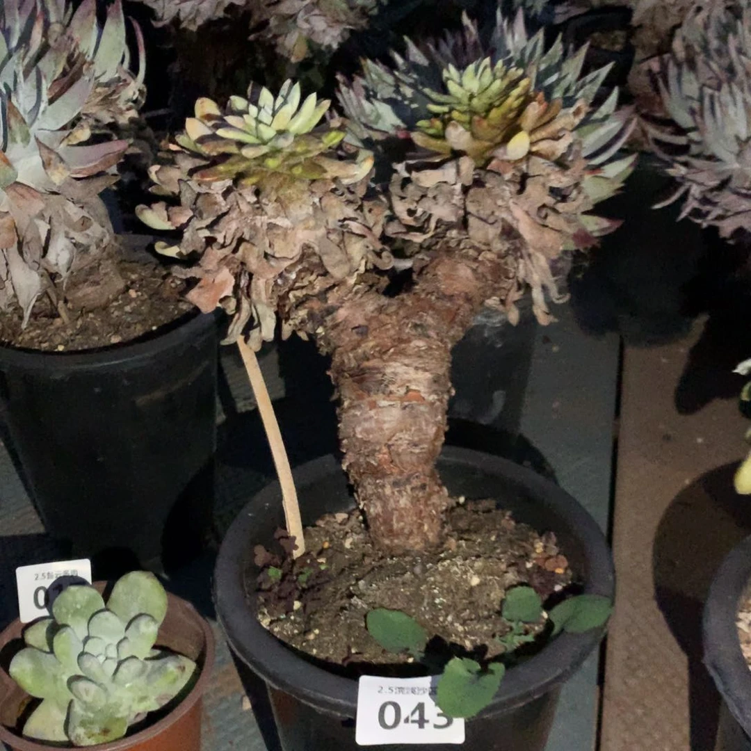 吾*拇指瑕疵出，2月8日发货多肉