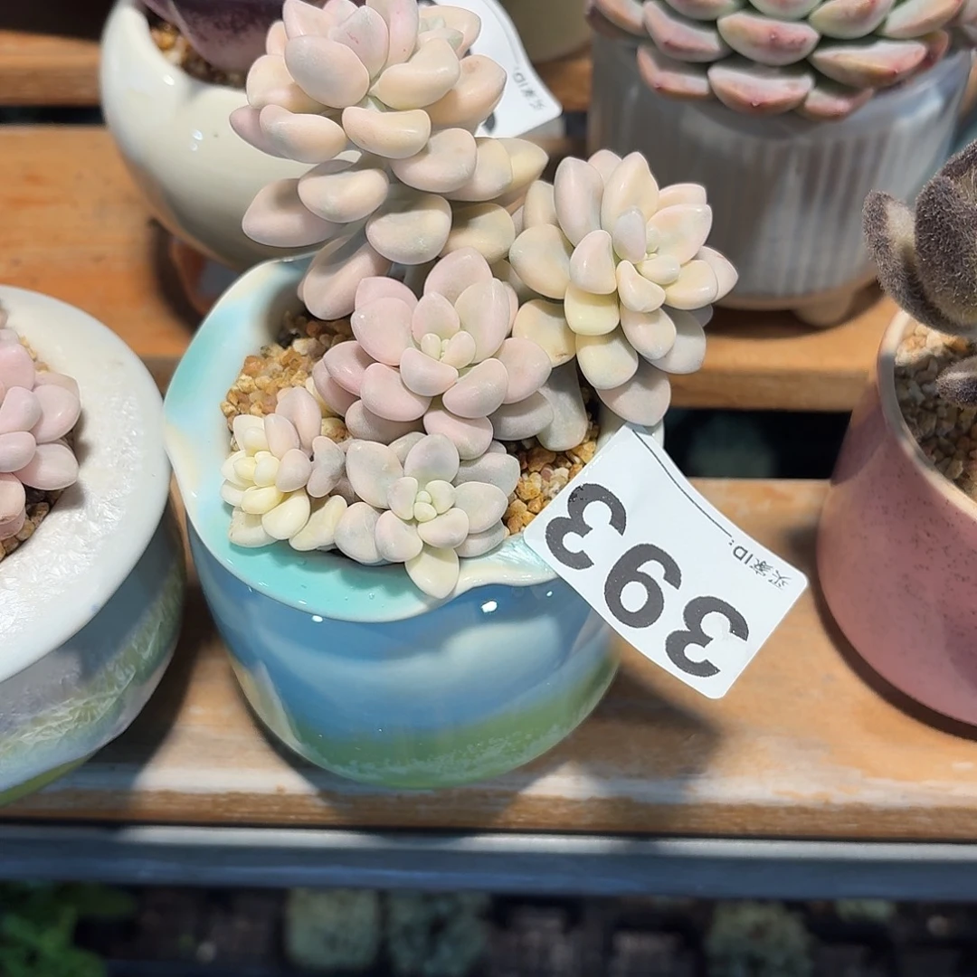 不****艾伦锦多肉带盆发货393