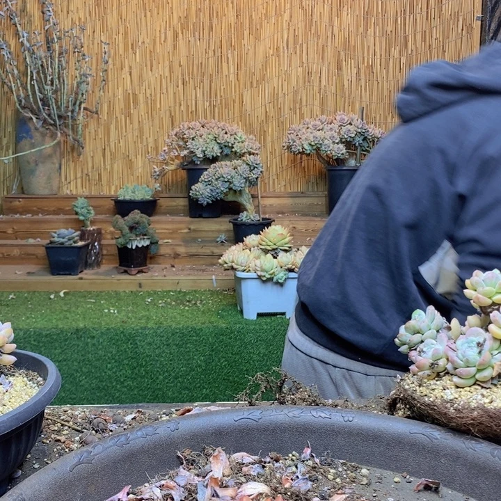 三***糕452号全明星多肉植物