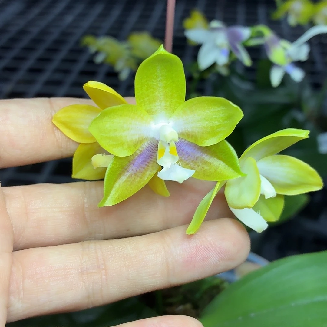 当前无花朵，栽培后可花朵A5252yss1233