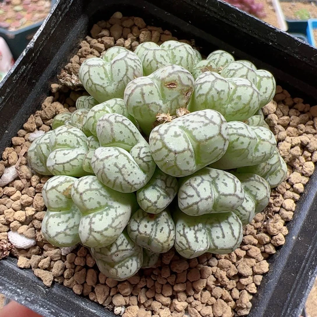 【闪购商品】101 猴脸