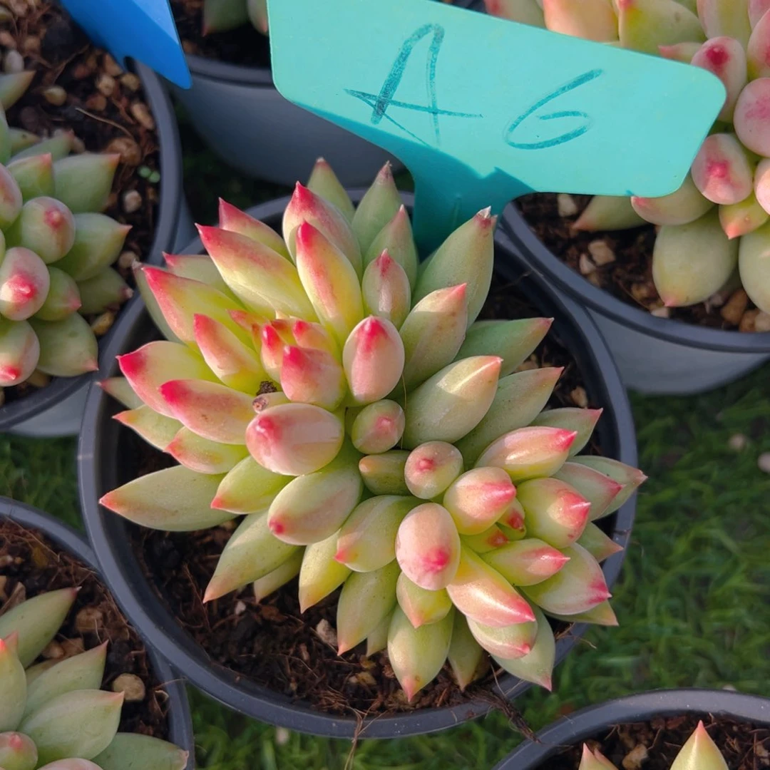 福利来了来了来了来