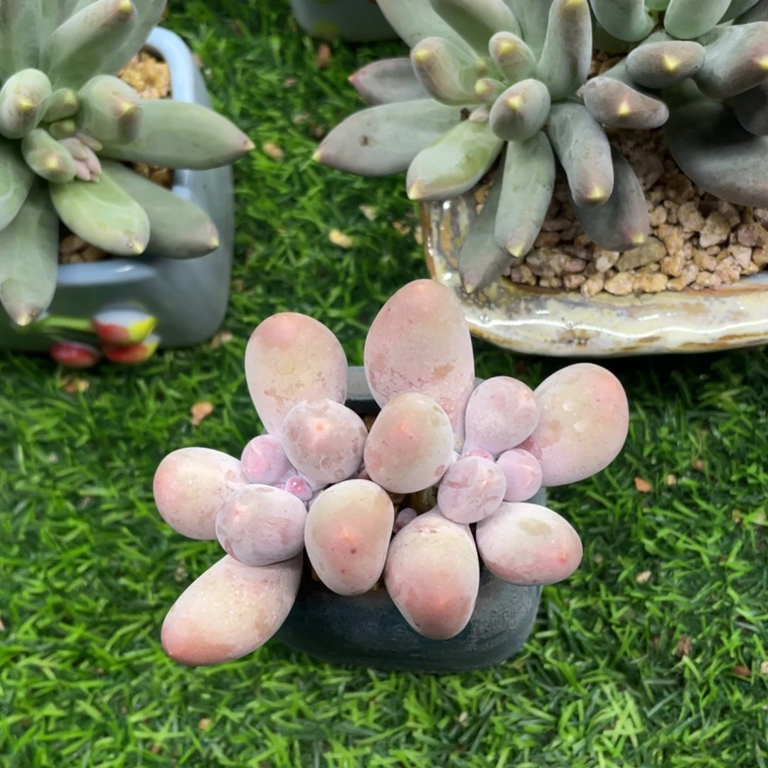 米可奶酪多肉植物