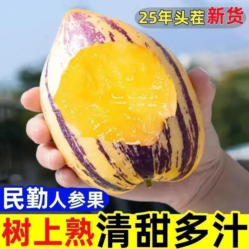 【礼好·甘肃】正宗甘肃民勤沙漠人生果黄肉树上熟清甜多汁当季水果