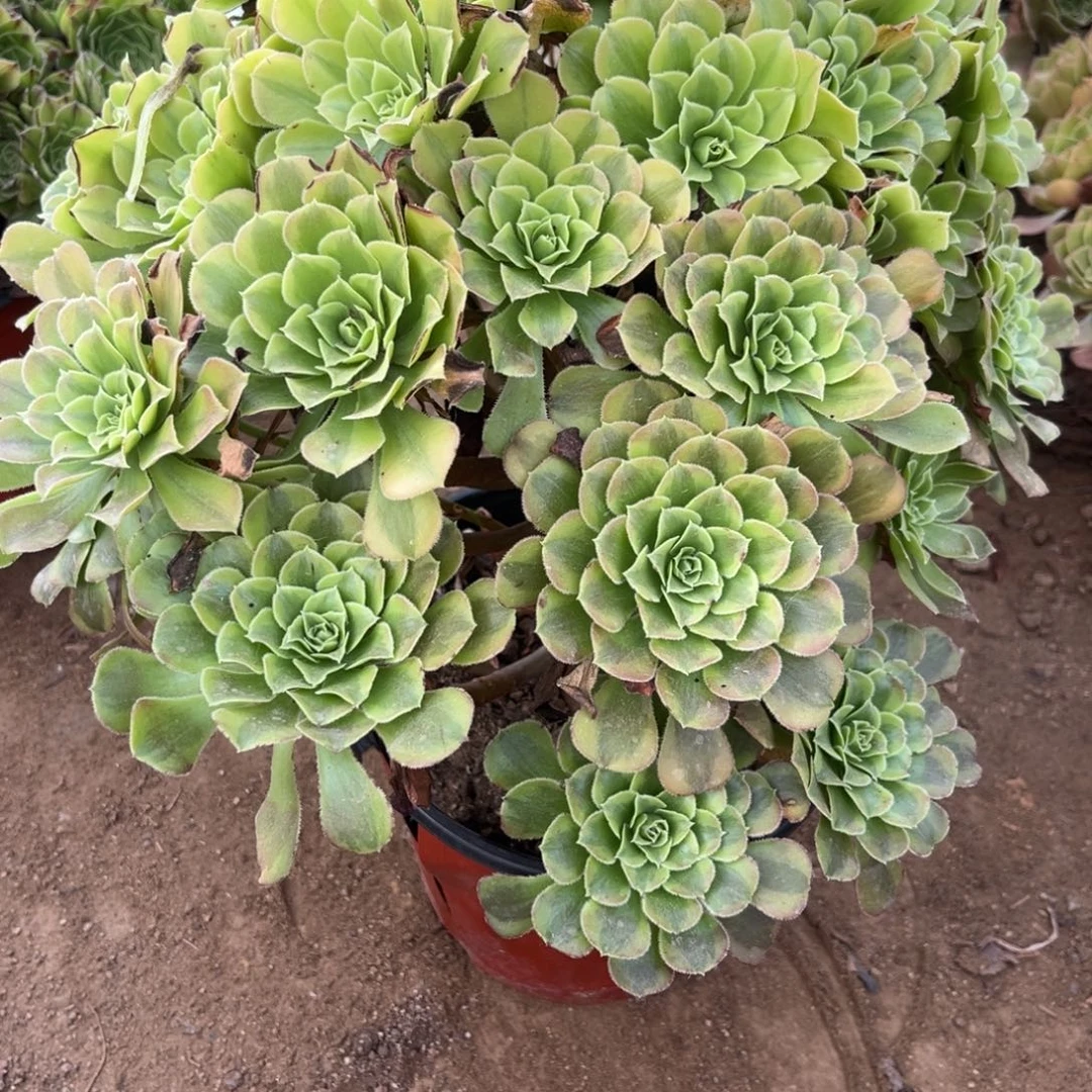 冰铜401号多肉法师