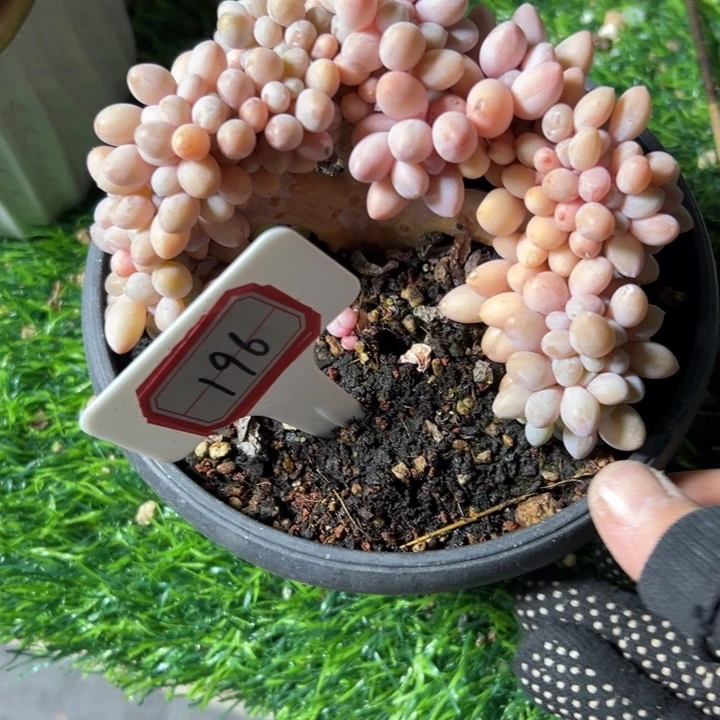 ****ぷ196汤圆缀一物一拍45