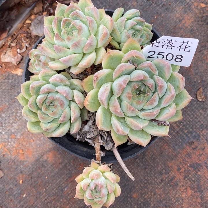 叮***5精品多肉植物2508