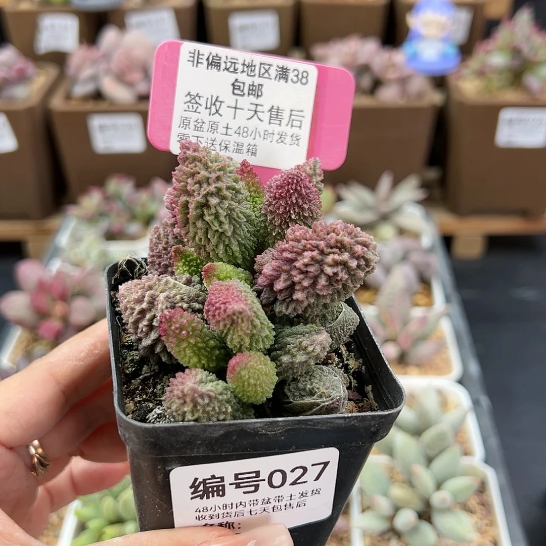 027朱紫玉多肉植物