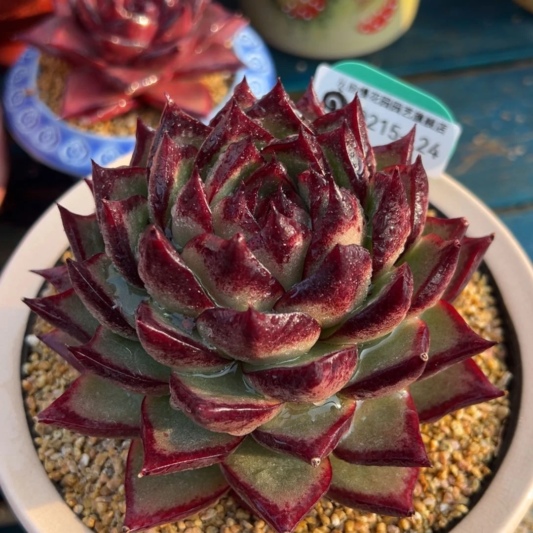 从前慢多肉精选编号0215.24