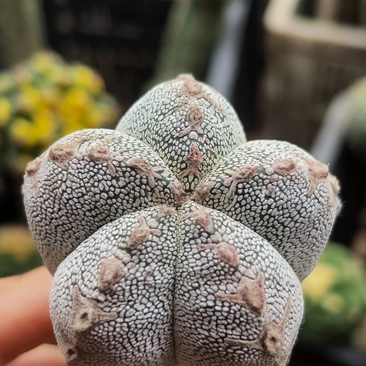 无花朵恩冢红v536
