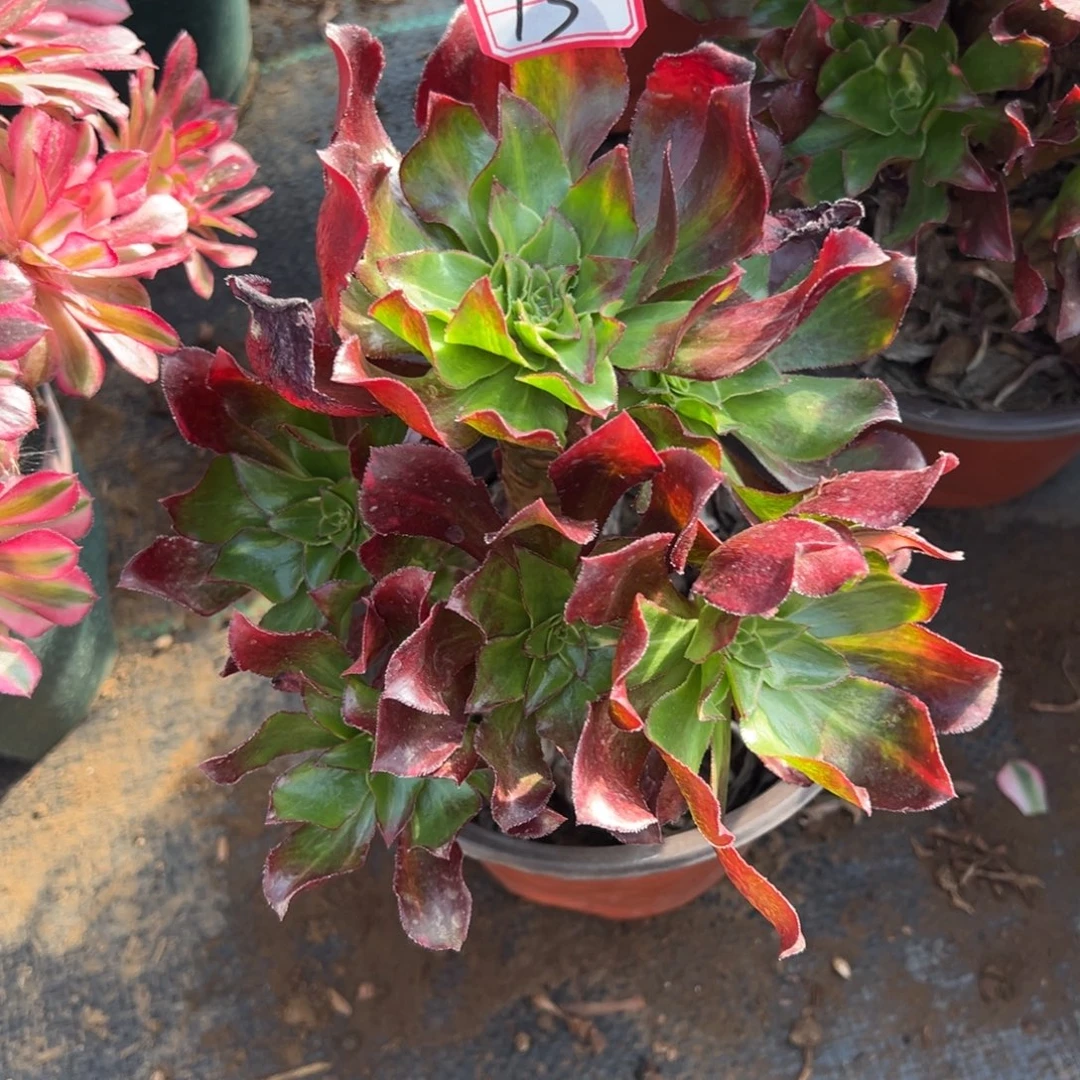 13魅影七彩多肉植物法师多肉