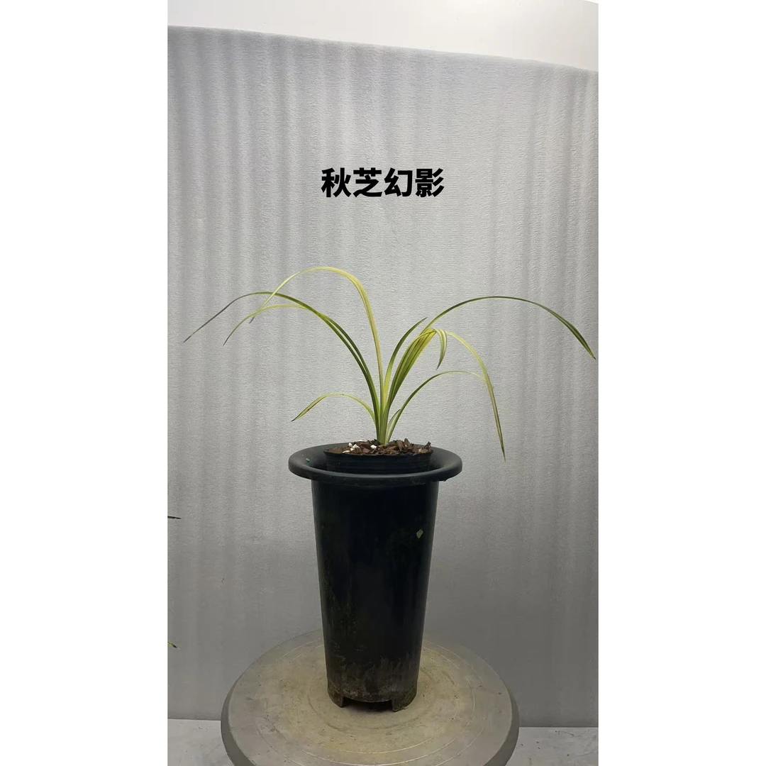 秋芝艺草-龙鳞-人工种植组培硬化5年-连体2苗