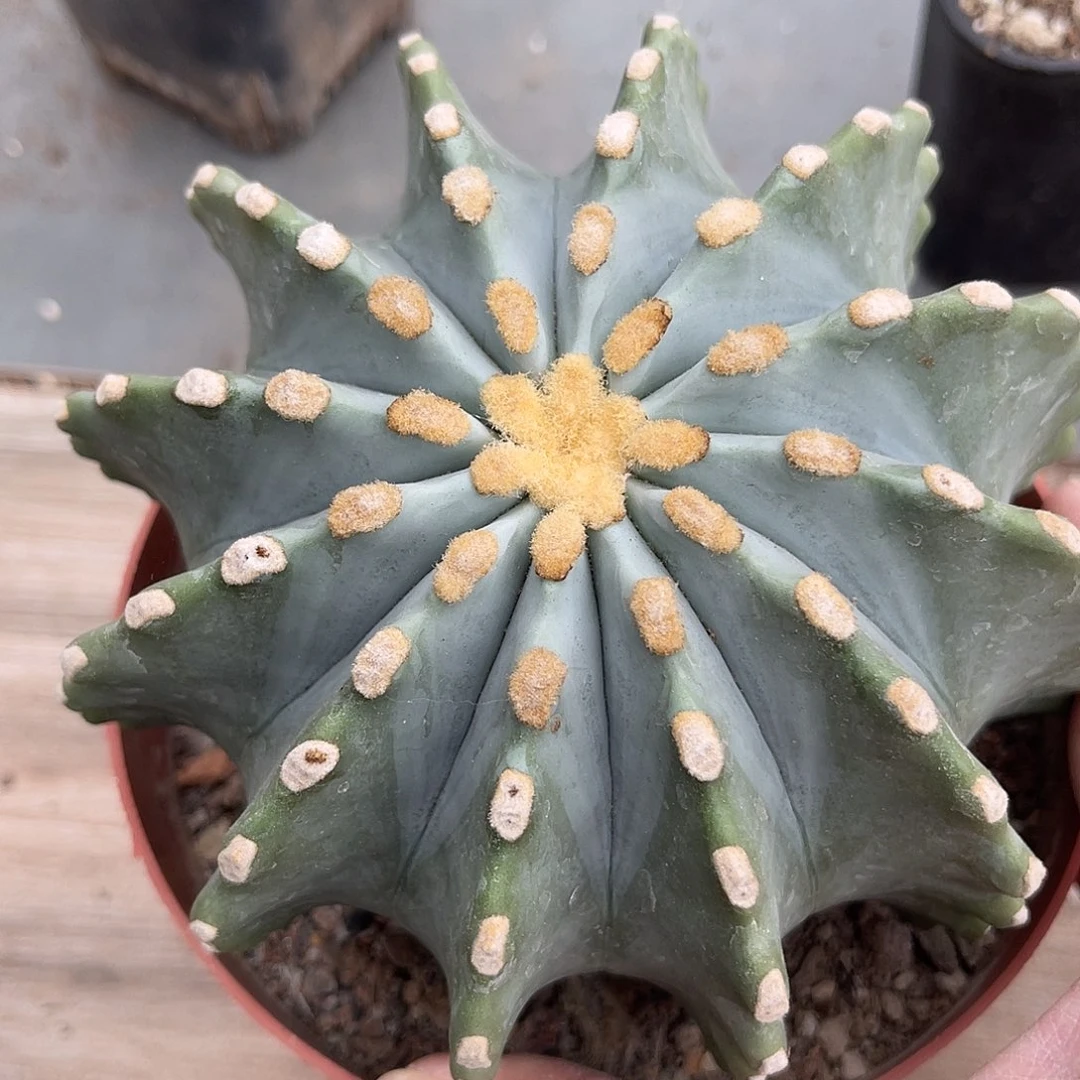 无刺王冠龙仙人球一物一拍