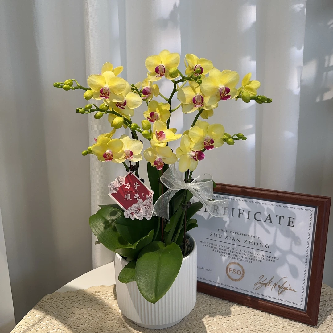 家成精选   【黄金海浪】蝴蝶兰精致组盆花卉带花剑带花苞3-5