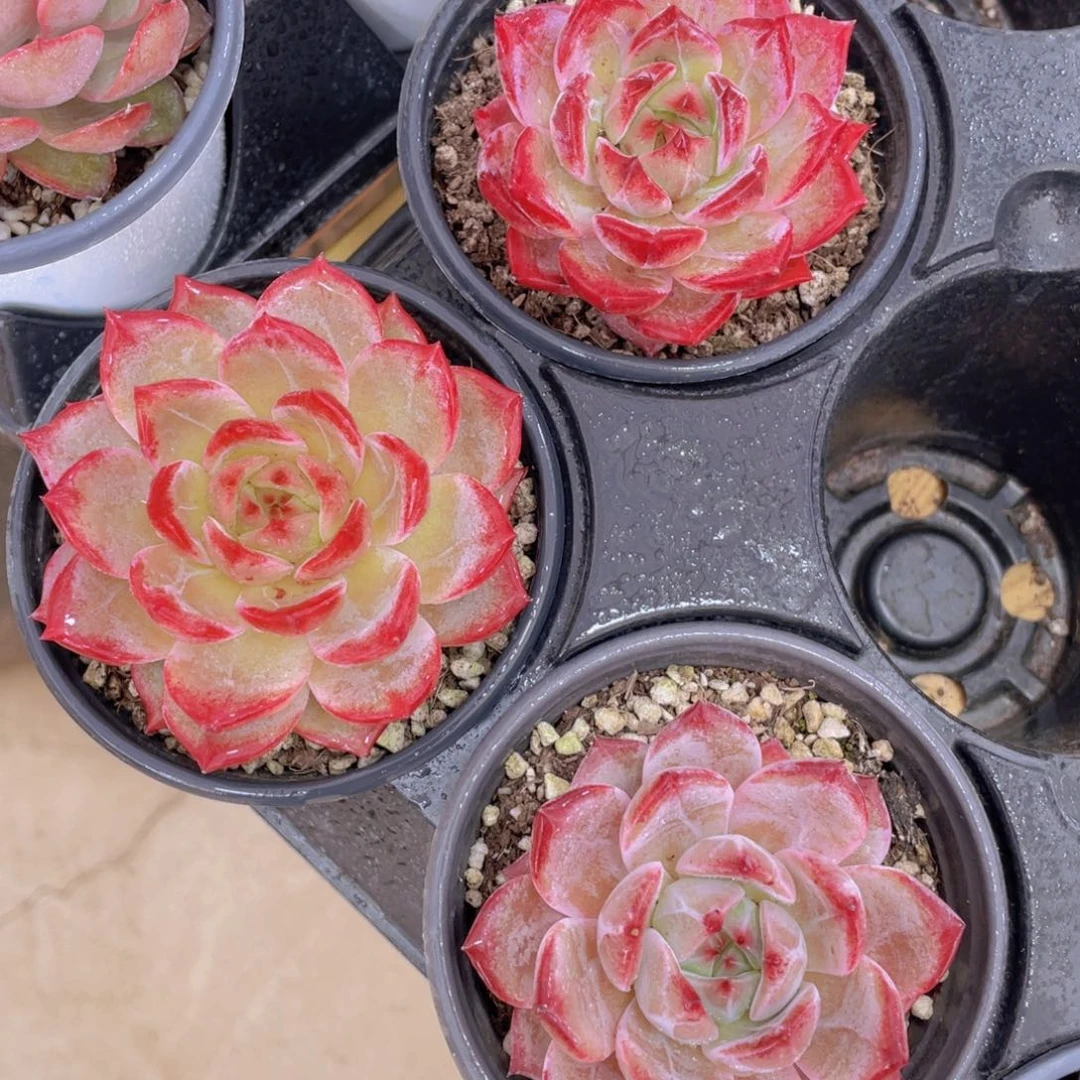 1569号 宽叶全状态夜魔侠单头一个