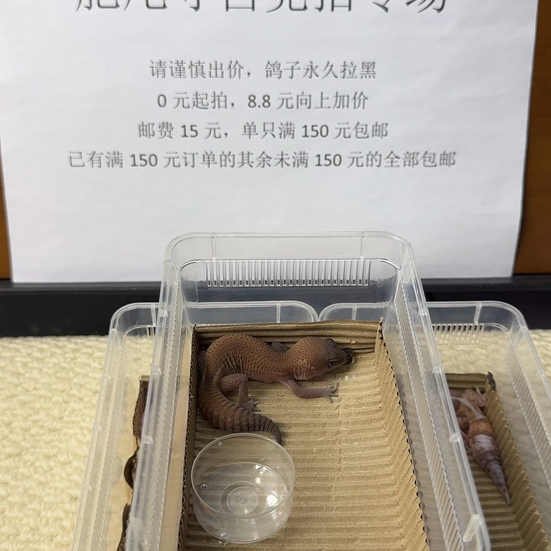 肥尾守宫无纹 妹妹