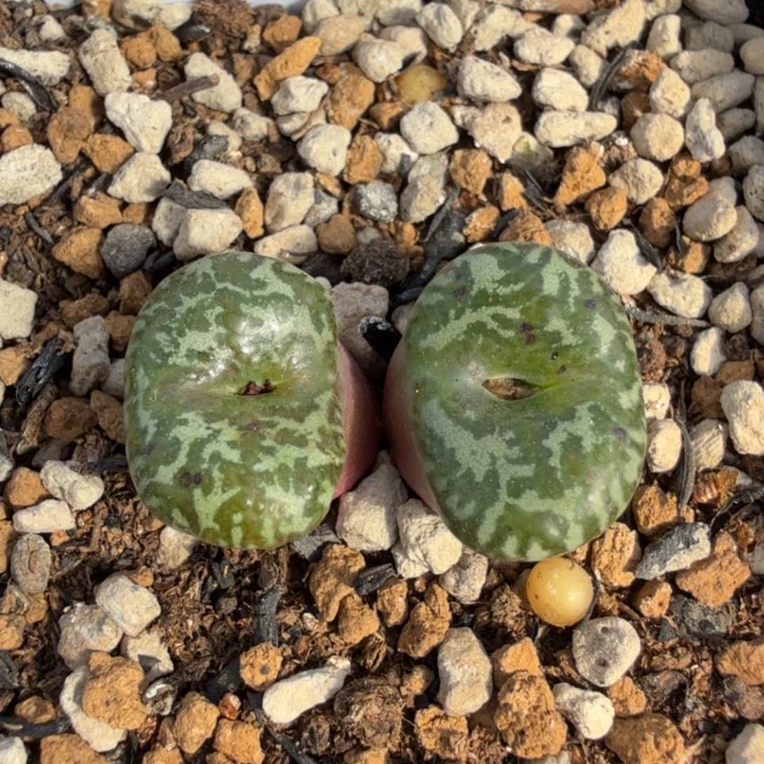 绿松花安贞 11-30-L24