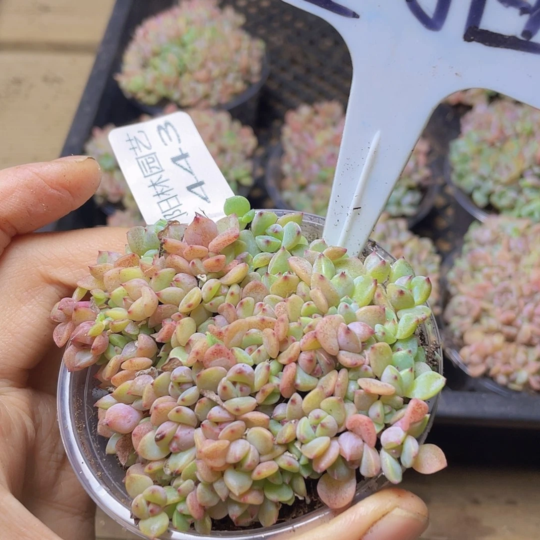 量拍多肉植物多肉植物443