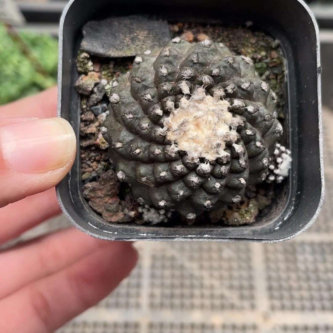 514墨蝶（满18元包邮）