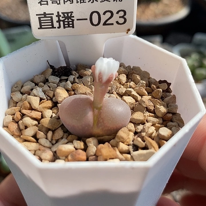 梅萨种源红宝石风铃