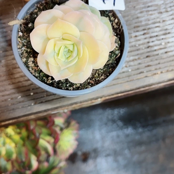 雨*47多肉植物植物植物植物