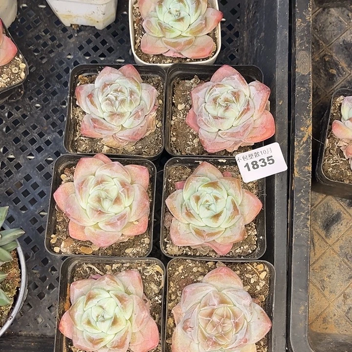 美***美阿雅园艺。       1835冰玉7颗