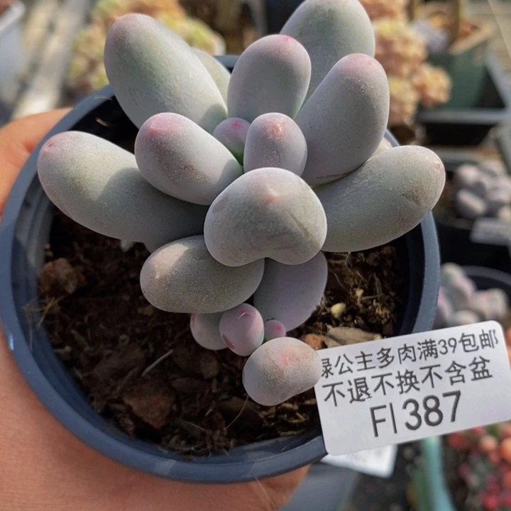 米可奶387多肉植物
