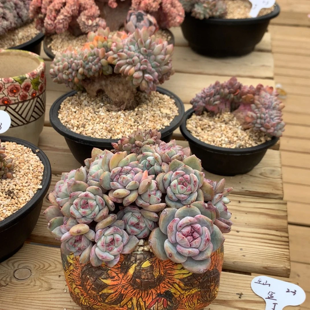 丘*丘山星影寄养多肉