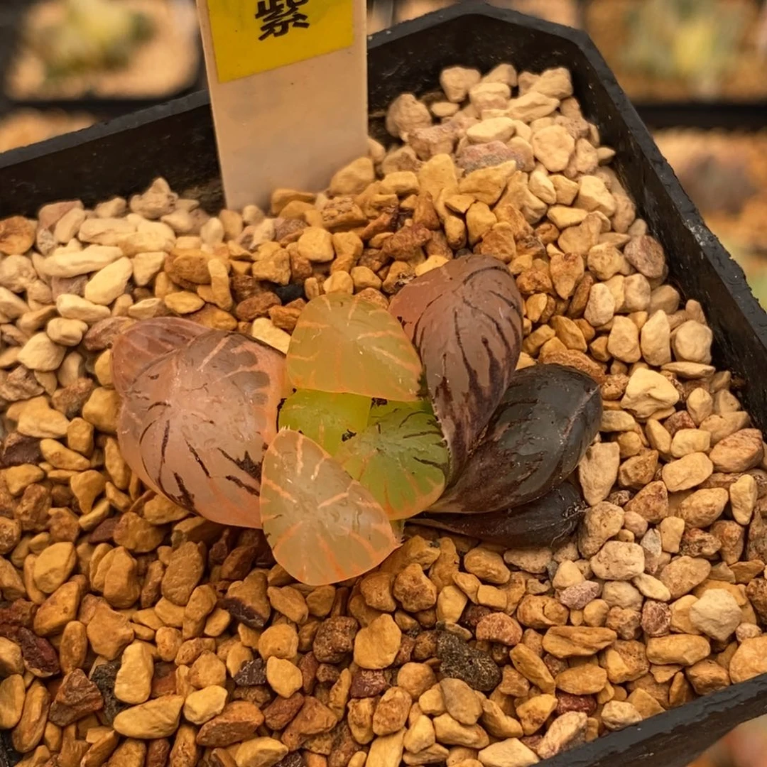 539孔明灯玉露多肉植物