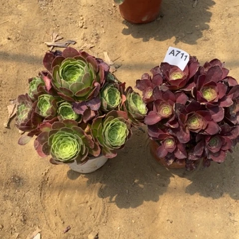 两颗法师一物一拍
