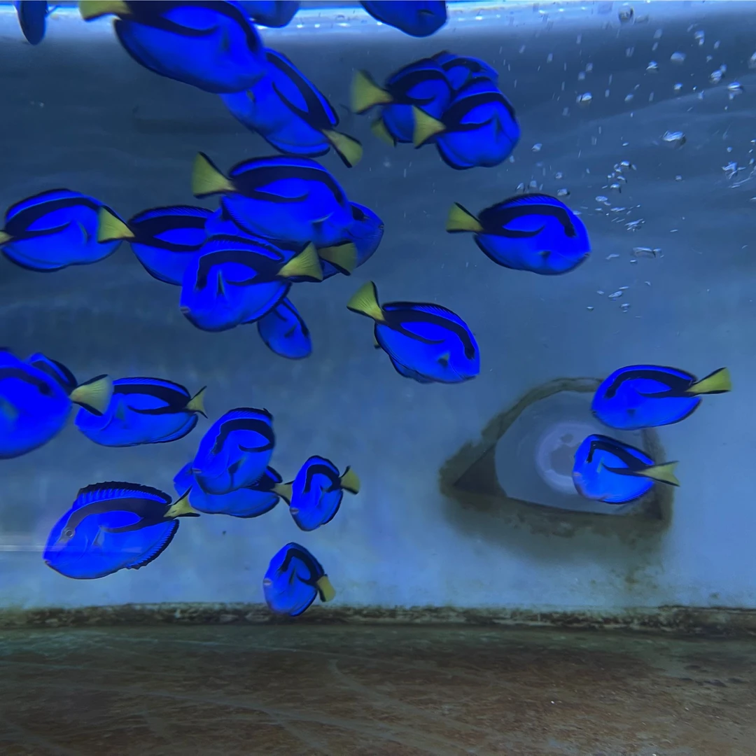 海水观赏鱼倒吊鱼巴东蓝吊好养易活 2条88折